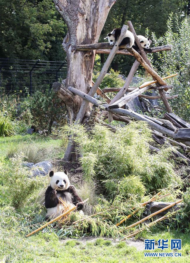 （國際）（5）德國柏林動物園為大熊貓雙胞胎慶生