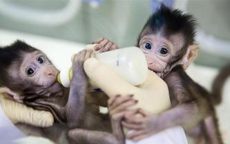 重大突破！兩只克隆猴在中國誕生