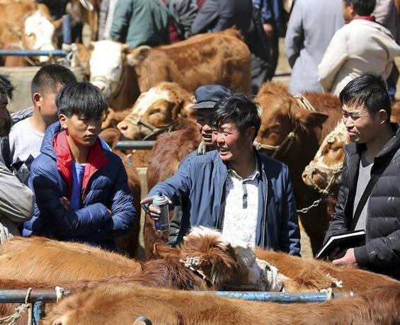 選購(gòu)耕牛備春耕