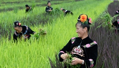 貴州臺(tái)江：陽(yáng)芳村民種出五彩生活