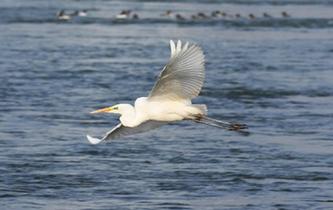 蘭州：冬日黃河水鳥(niǎo)嬉戲